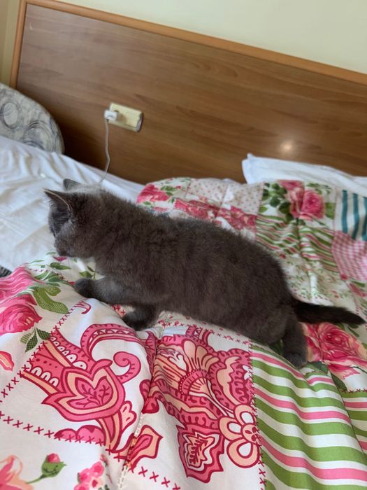 котенце на 4 месеца Шотландска фолд