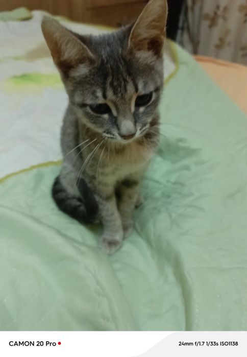 Отдам хорошие руки котенка