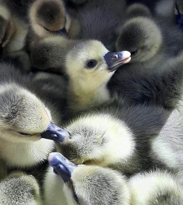 28 наурыздан бастап кустар сатылымда!!