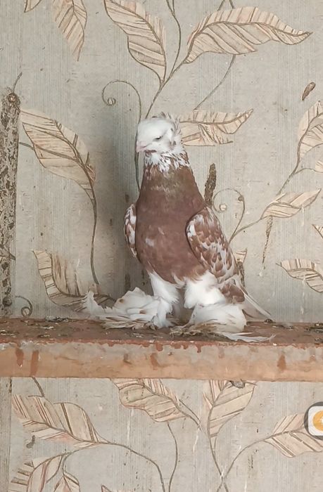 Продам голубей...