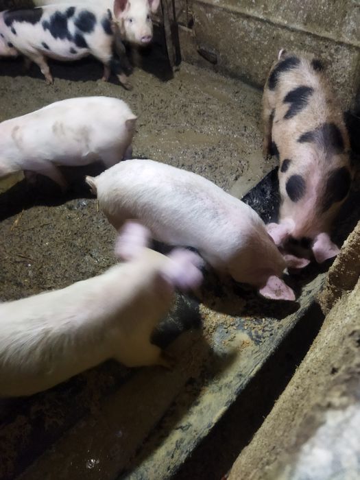 Продаются поросята разного возраста все вопросы по телефону