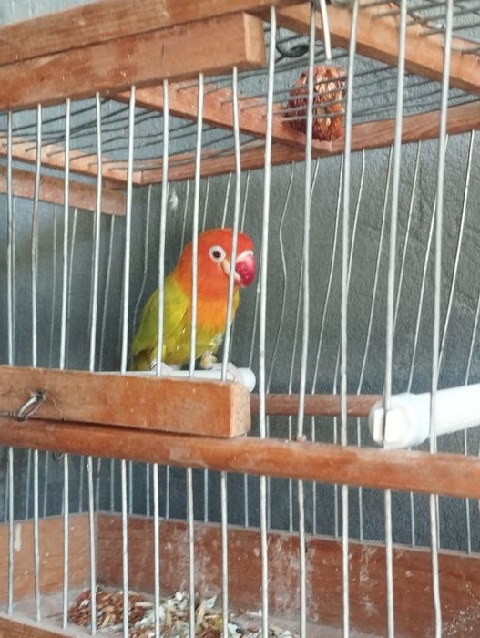 Toti ohirgi zotlaridan