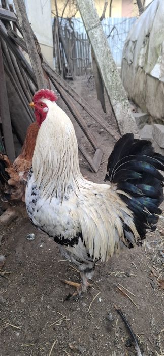 Vand cocoși de țară