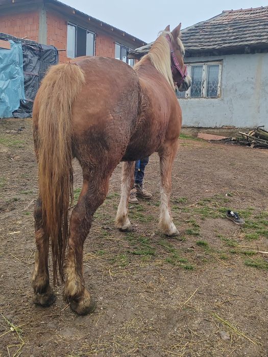 Vând sau schimb iapă de 6 ani