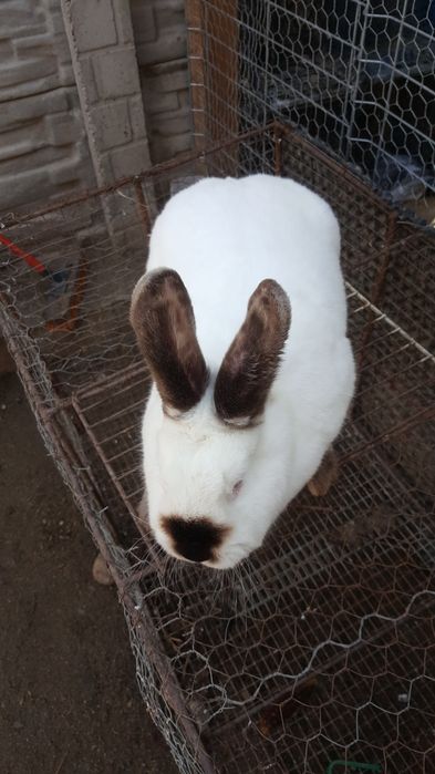 Iepuri maturi California