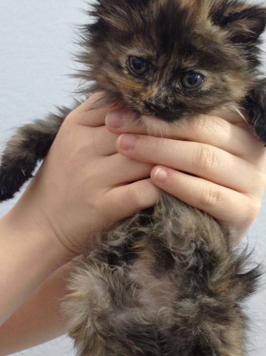 Отдам котят в хорошие руки