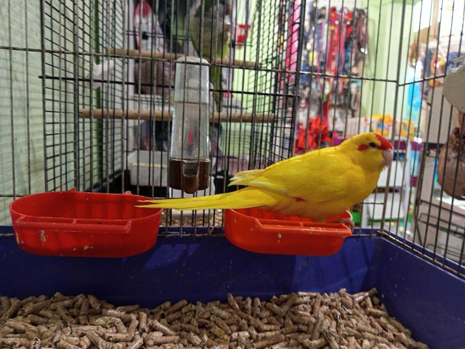 Млади какарики момче и момиченца