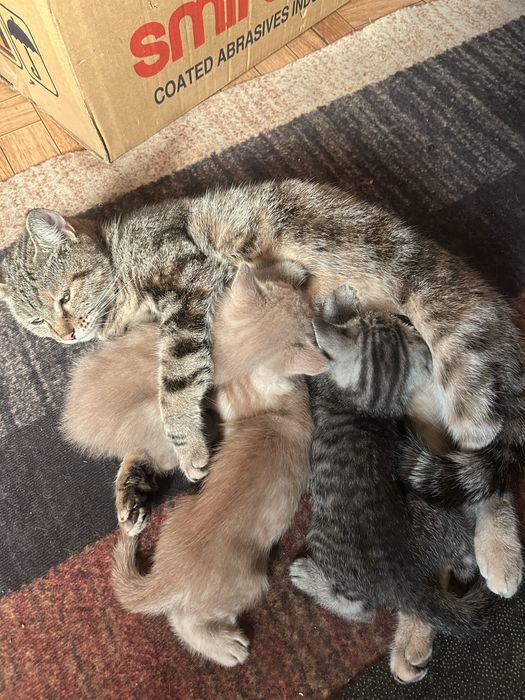 Отдам котят в добрые руки
