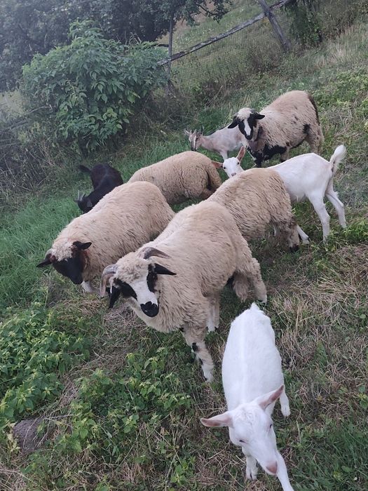 3 berbecuți din oi mari de vânzare