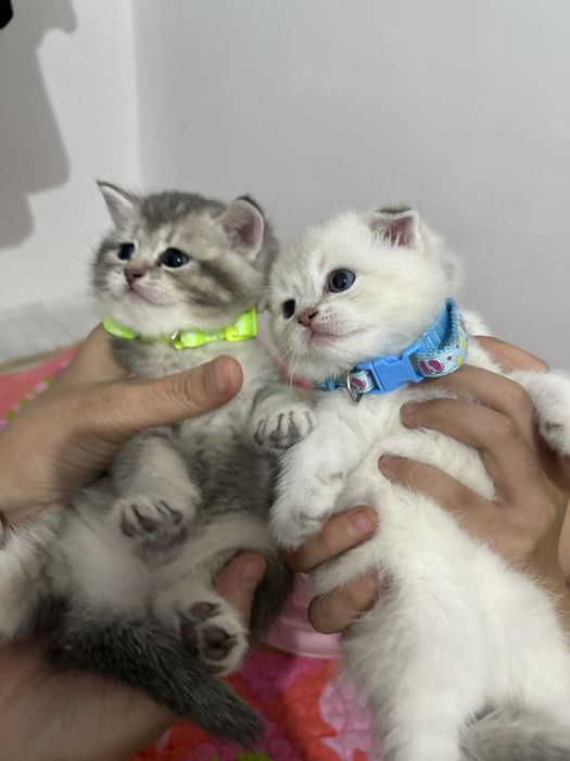 британские котята