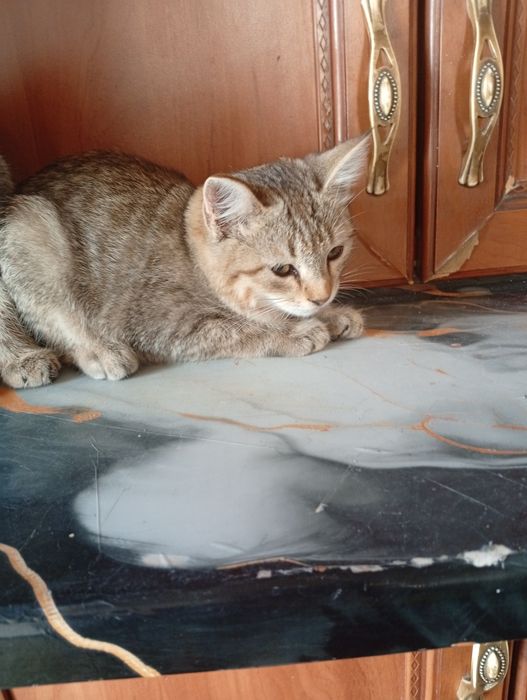 Отдам в хорошие руки котята