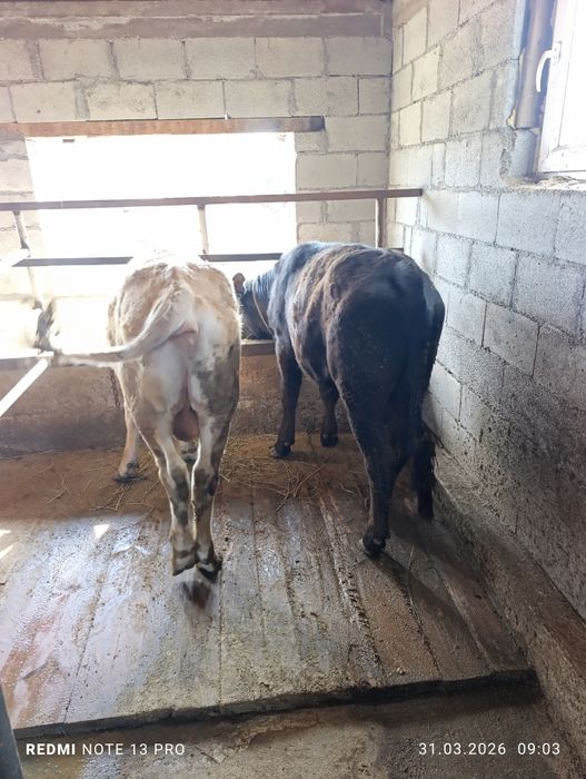 Продам быков подсосы