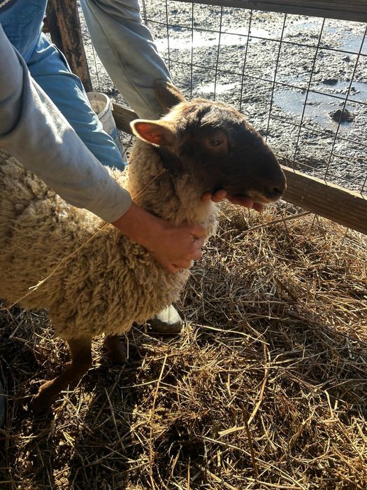 Oi romanov si un berbec