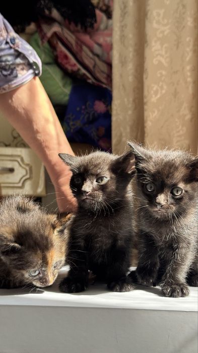 Отдам котят в добрые руки