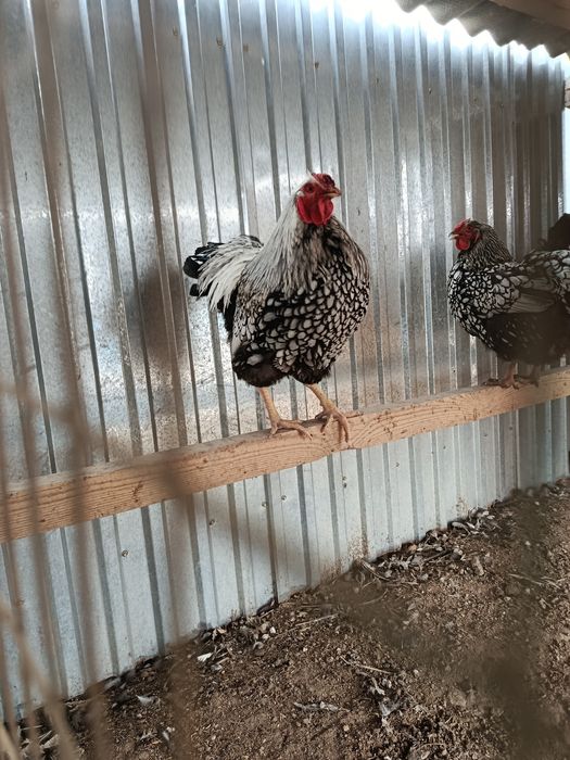 Куры Виандот Серебро...