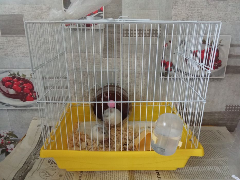 Домашние животные