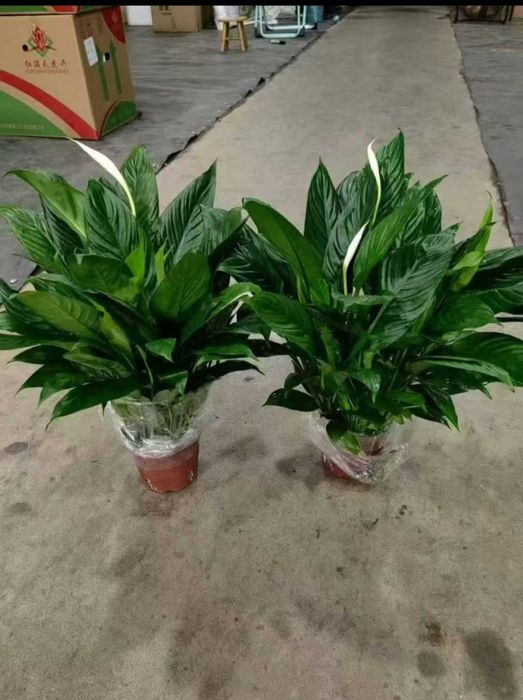 Спатифилиумы разных размеров