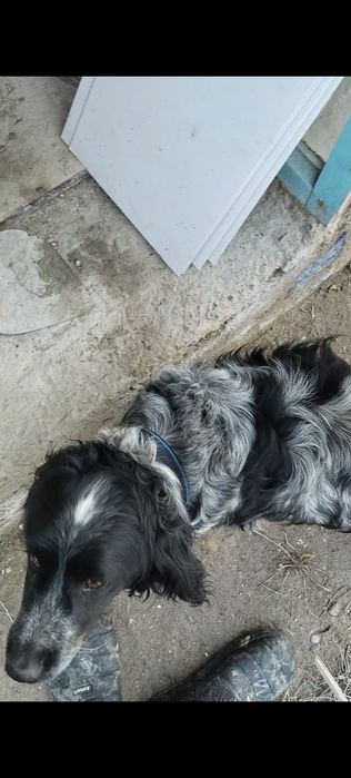 Щенки русский спаниель