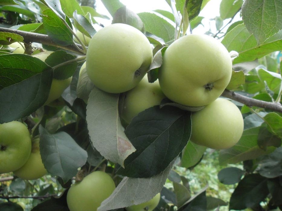 Продам дачу в СО ,, Горизонт,,