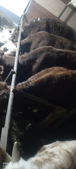 Продам молодых бычков, тёлок.