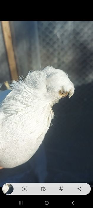 Голуби гульбадам