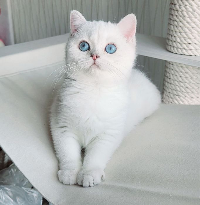 Британский котик с голубыми глазами