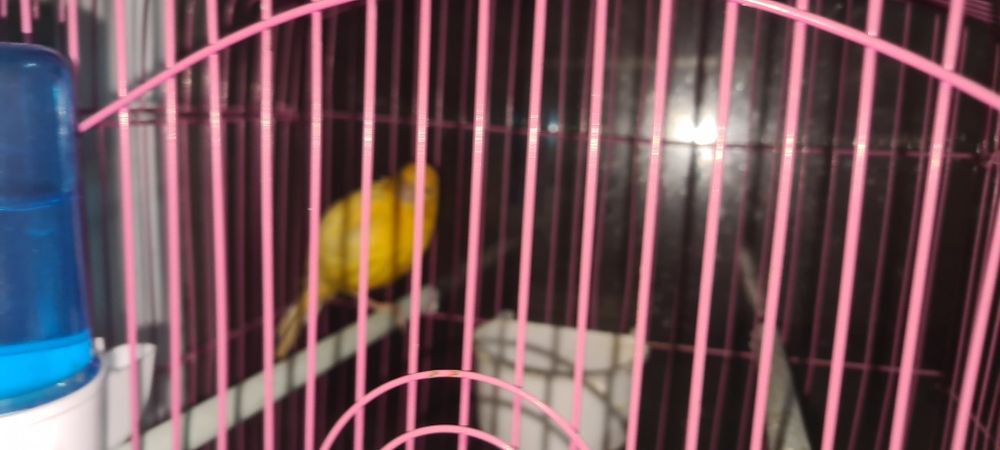 Кенар самец канарейка