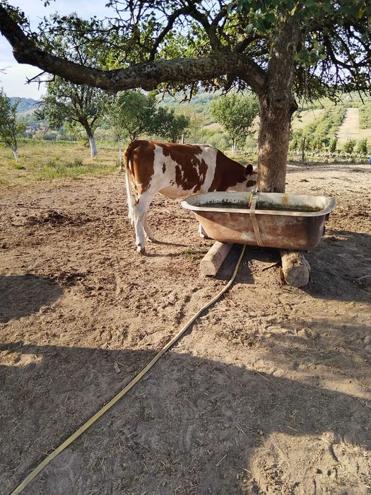 jurinca de vanzare
