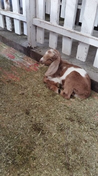 Продам красивых трёх козачек смешаных пород молочного направления по 6