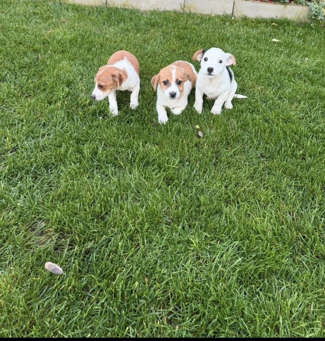 Мини Джак Ръсел  бебенца