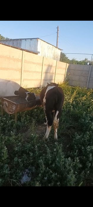 За обоих прошу 680