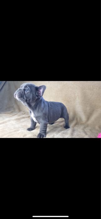 Bulldog francez blue