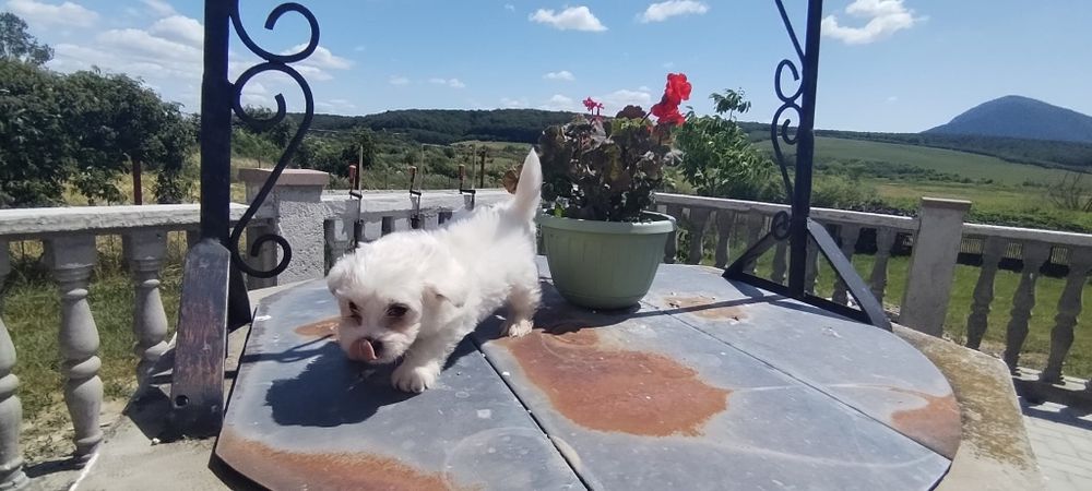 Bichon maltez talie mica