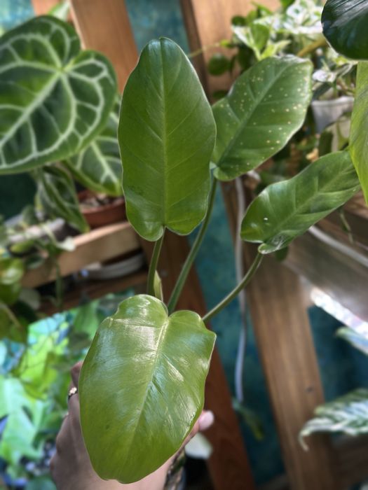 продам комнатные цветы