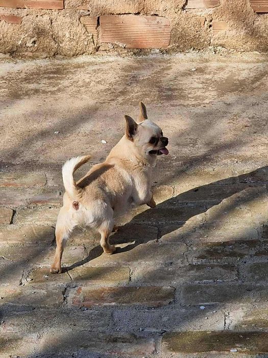 Чихуахуа момче и момиче