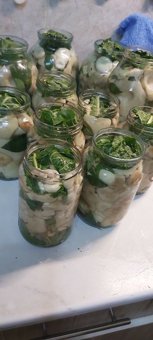 Грибы разные . Подтопольники/лисички/груздь