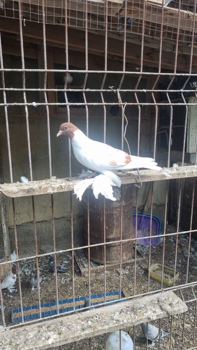 Продам голубей разных