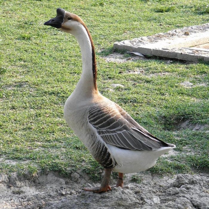 Vând gâște americane