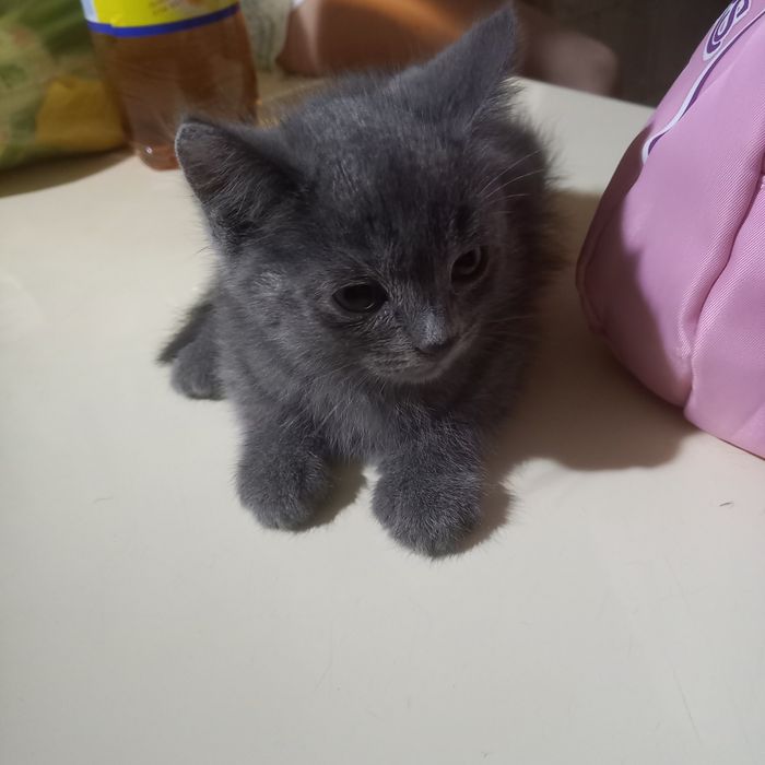 Породистый котёнок 2 месяц мальчик