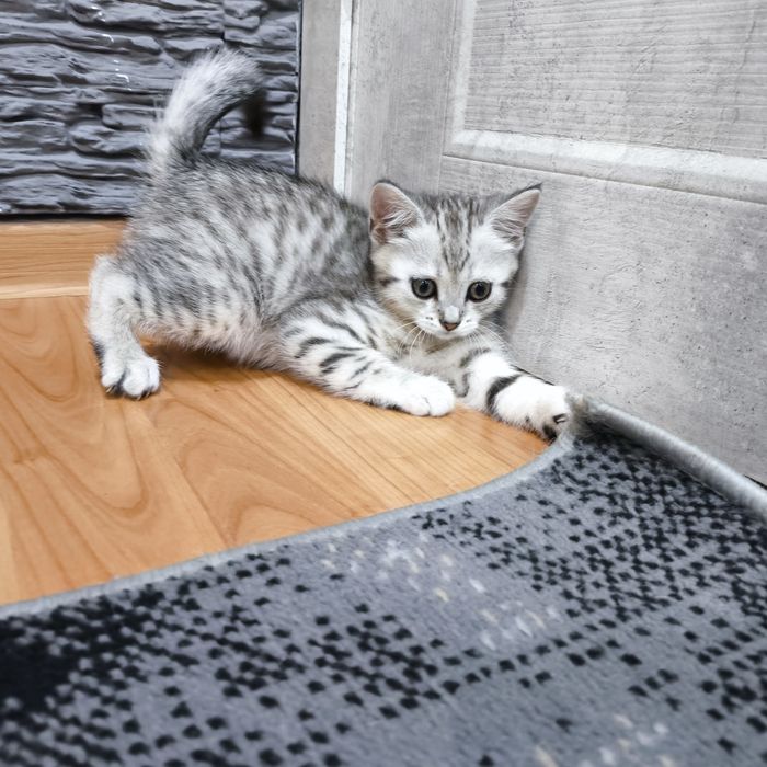 Продам котят.   .