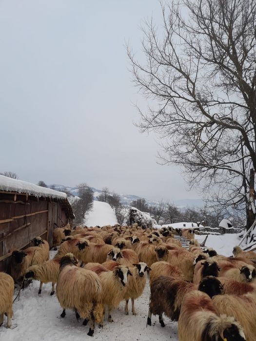 50 de oi de vânzare,
