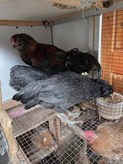 Молодая семья амераукана.