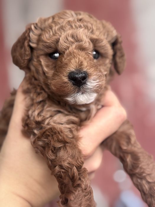 Пудел Той- женски