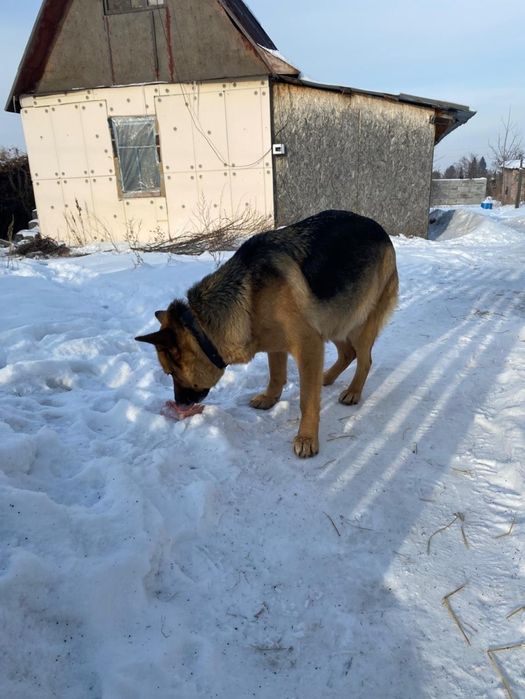 Продам овчарку 5000 в добрые руки