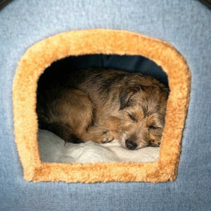 Casa animale mici Seppo, Albastra, Noua