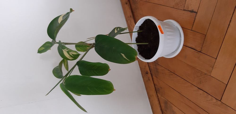 Алое, Калатея, Традисканция, Паричка, Копривка