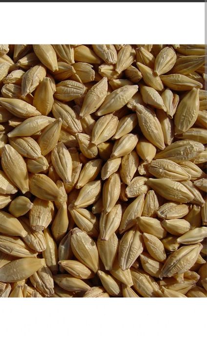 Vand grau,orz,triticale