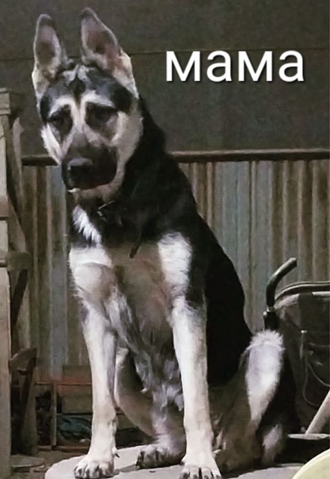 Восточно - европейские овчарки