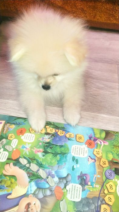 Продам щенка шпица