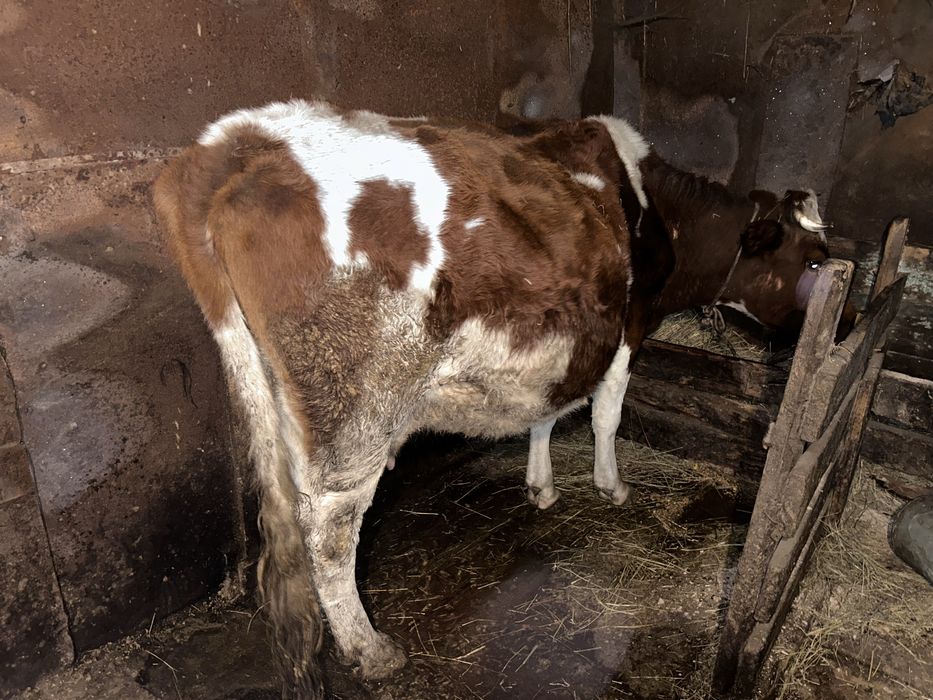 Сиыр сатамын, буаз